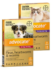 Advocate for Dogs & Cats